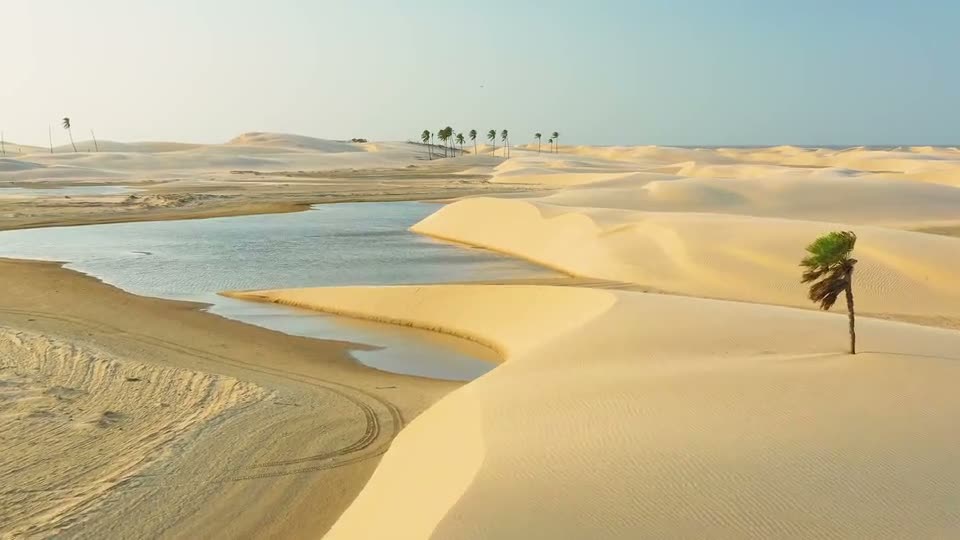 Saudi Energy project — desert sand dunes beside a lagoon with a palm tree